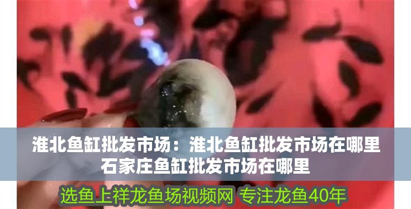 淮北魚缸批發(fā)市場：淮北魚缸批發(fā)市場在哪里石家莊魚缸批發(fā)市場在哪里