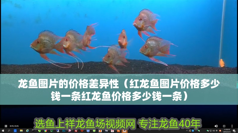 龍魚圖片的價格差異性（紅龍魚圖片價格多少錢一條紅龍魚價格多少錢一條）