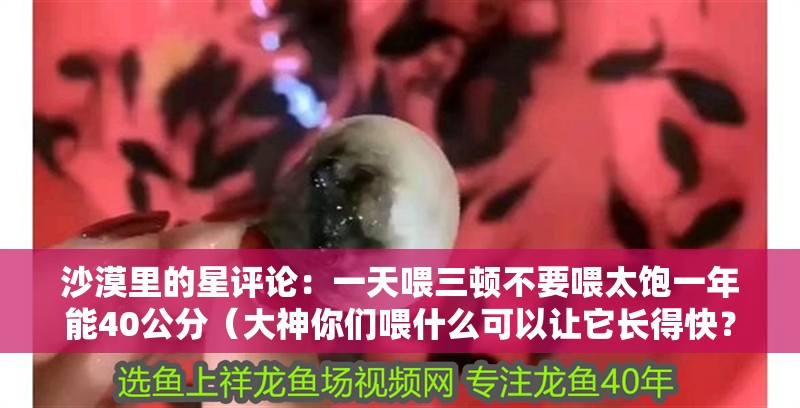 沙漠里的星評論：一天喂三頓不要喂太飽一年能40公分（大神你們喂什么可以讓它長得快？）