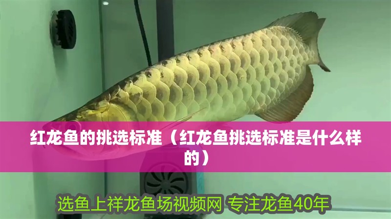 紅龍魚的挑選標準（紅龍魚挑選標準是什么樣的）