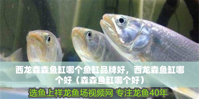 西龍森森魚缸哪個魚缸品牌好，西龍森魚缸哪個好（森森魚缸哪個好）