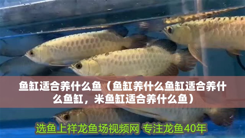 魚缸適合養什么魚（魚缸養什么魚缸適合養什么魚缸，米魚缸適合養什么魚）