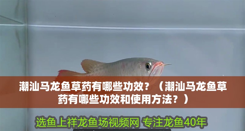 潮汕馬龍魚草藥有哪些功效？（潮汕馬龍魚草藥有哪些功效和使用方法？）