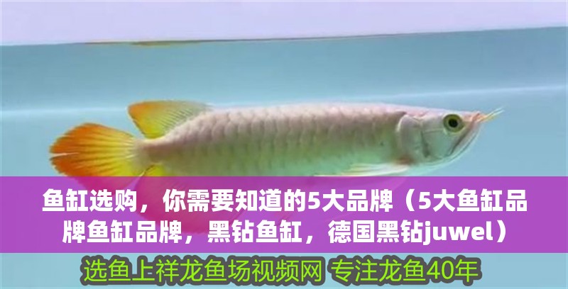 魚缸選購，你需要知道的5大品牌（5大魚缸品牌魚缸品牌，黑鉆魚缸，德國黑鉆juwel）