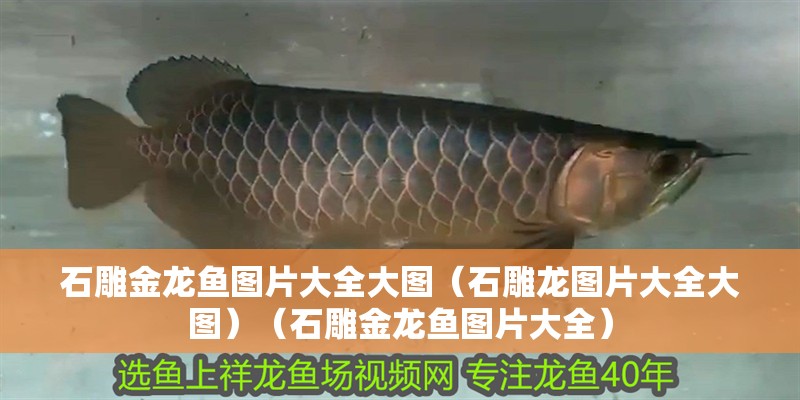 石雕金龍魚圖片大全大圖（石雕龍圖片大全大圖）（石雕金龍魚圖片大全）