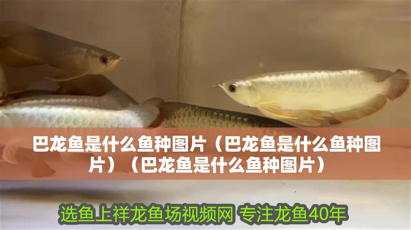 巴龍魚是什么魚種圖片（巴龍魚是什么魚種圖片）（巴龍魚是什么魚種圖片）