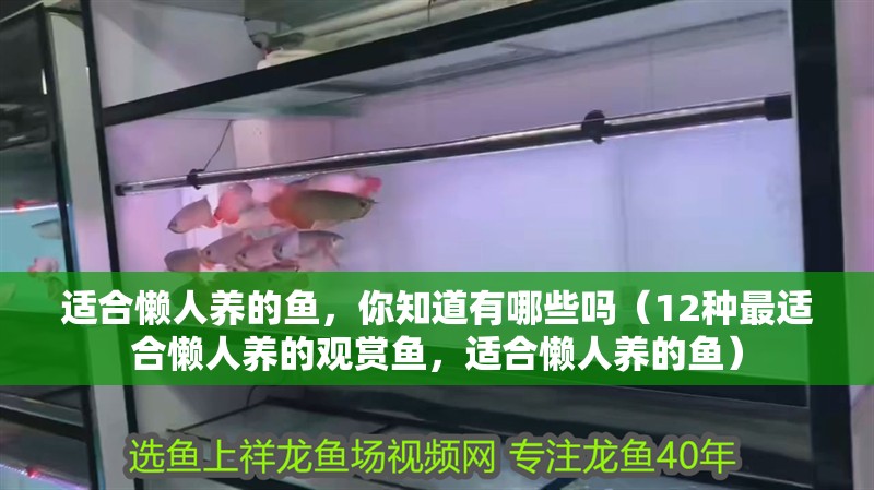 適合懶人養的魚，你知道有哪些嗎（12種最適合懶人養的觀賞魚，適合懶人養的魚）
