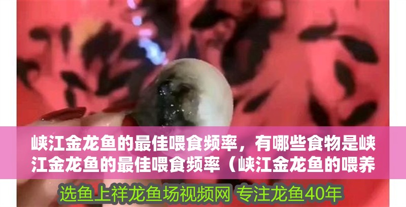 峽江金龍魚的最佳喂食頻率，有哪些食物是峽江金龍魚的最佳喂食頻率（峽江金龍魚的喂養(yǎng)禁忌）