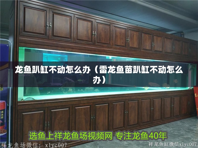 龍魚趴缸不動怎么辦（雷龍魚苗趴缸不動怎么辦）