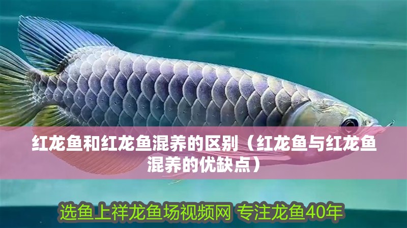 紅龍魚和紅龍魚混養(yǎng)的區(qū)別（紅龍魚與紅龍魚混養(yǎng)的優(yōu)缺點）