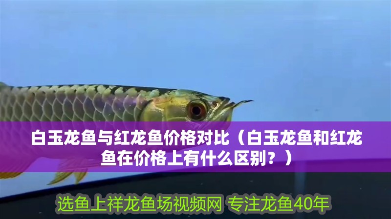 <strong><mark>白玉</mark></strong>龍魚與紅龍魚價格對比（<strong><mark>白玉</mark></strong>龍魚和紅龍魚在價格上有什么區別？）