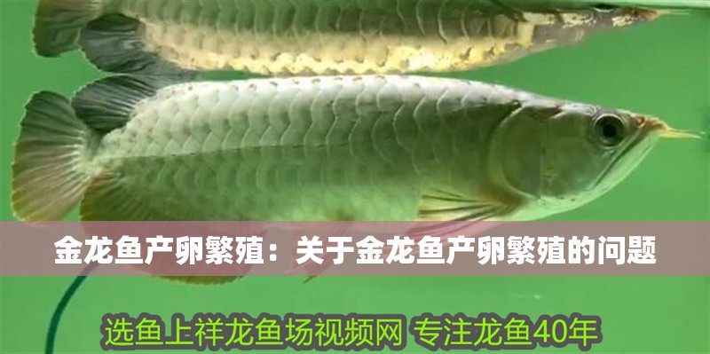 金龍魚產卵繁殖：關于金龍魚產卵繁殖的問題