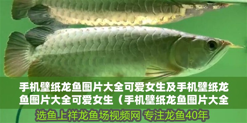 手機壁紙龍魚圖片大全可愛女生及手機壁紙龍魚圖片大全可愛女生（手機壁紙龍魚圖片大全） 手機壁紙龍魚圖片大全可愛女生及手機壁紙龍魚圖片大全可愛女生（手機壁紙龍魚圖片大全） 觀賞魚百科 第2張