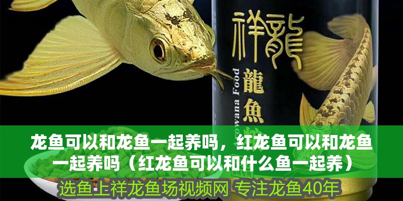 龍魚可以和龍魚一起養嗎，紅龍魚可以和龍魚一起養嗎（紅龍魚可以和什么魚一起養）