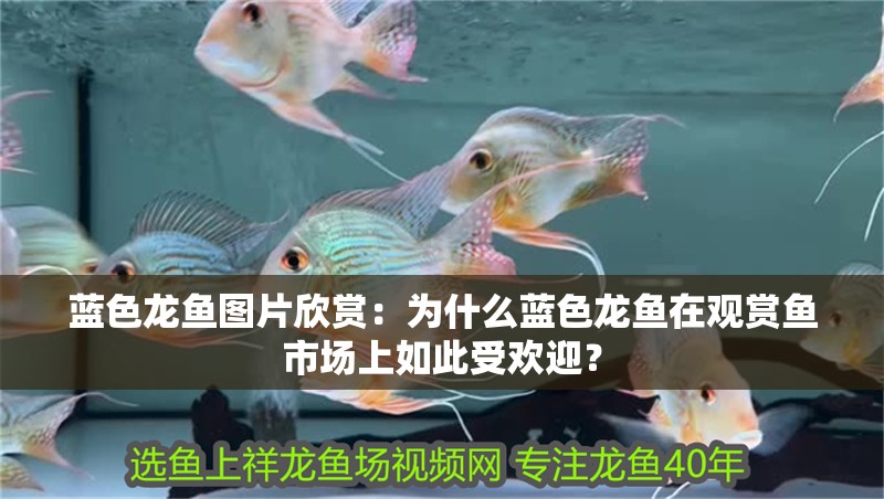 藍色龍魚圖片欣賞：為什么藍色龍魚在觀賞魚市場上如此受歡迎？