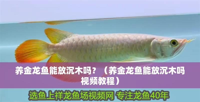 養金龍魚能放沉木嗎？（養金龍魚能放沉木嗎視頻教程）