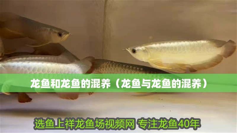 龍魚和龍魚的混養（龍魚與龍魚的混養）
