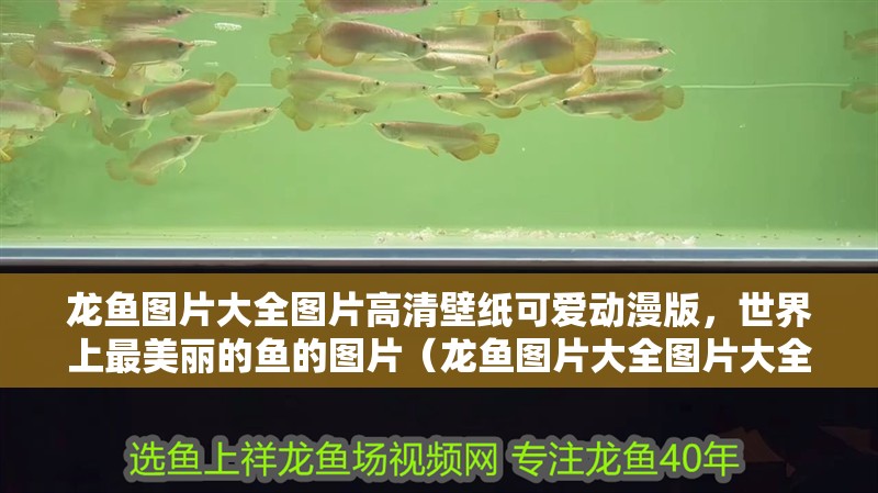 龍魚圖片大全圖片高清壁紙可愛動漫版，世界上最美麗的魚的圖片（龍魚圖片大全圖片大全圖片大全圖片大全圖片大全圖片大全）