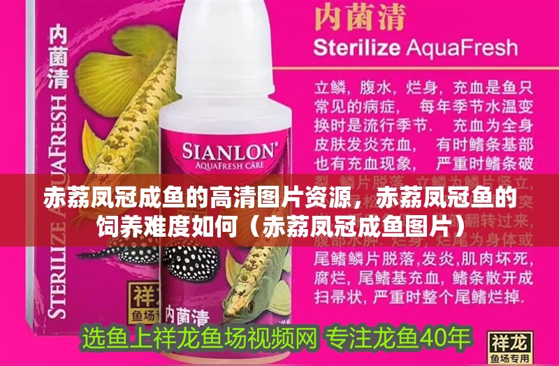 赤荔鳳冠成魚的高清圖片資源，赤荔鳳冠魚的飼養難度如何（赤荔鳳冠成魚圖片） 赤荔鳳冠成魚的高清圖片資源，赤荔鳳冠魚的飼養難度如何（赤荔鳳冠成魚圖片） 觀賞魚百科 第16張