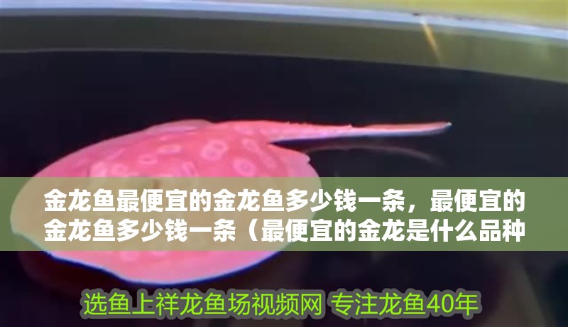金龍魚最便宜的金龍魚多少錢一條，最便宜的金龍魚多少錢一條（最便宜的金龍是什么品種？）