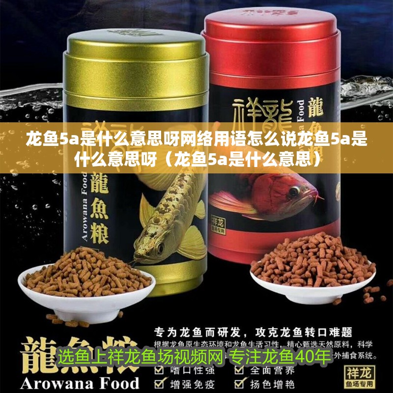龍魚5a是什么意思呀網絡用語怎么說龍魚5a是什么意思呀（龍魚5a是什么意思）