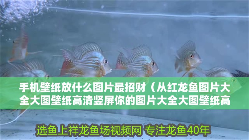 手機壁紙放什么圖片最招財（從紅龍魚圖片大全大圖壁紙高清豎屏你的圖片大全大圖壁紙高清豎屏）