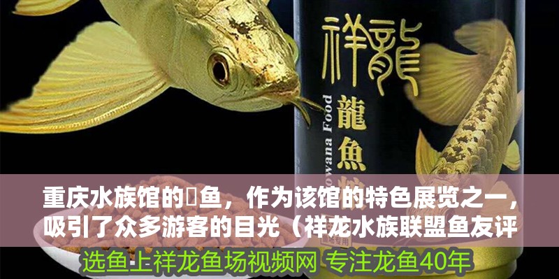 重慶水族館的?魚，作為該館的特色展覽之一，吸引了眾多游客的目光（祥龍水族聯(lián)盟魚友評論）