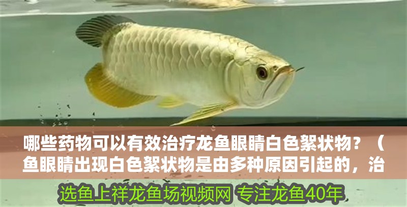 哪些藥物可以有效治療龍魚眼睛白色絮狀物？（魚眼睛出現白色絮狀物是由多種原因引起的，治療龍魚蒙眼病最有效）