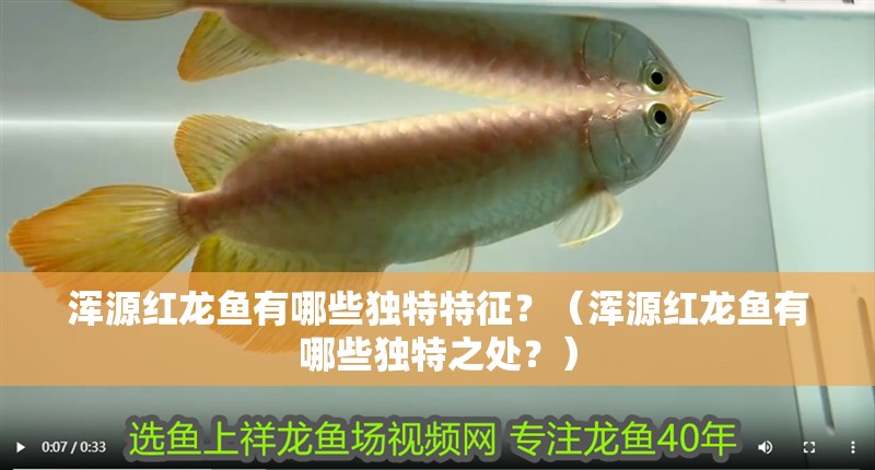 渾源紅龍魚有哪些獨特特征？（渾源紅龍魚有哪些獨特之處？）