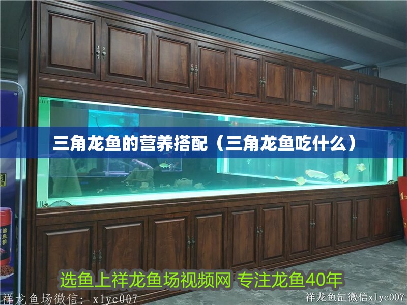 三角龍魚的營養(yǎng)搭配（三角龍魚吃什么）