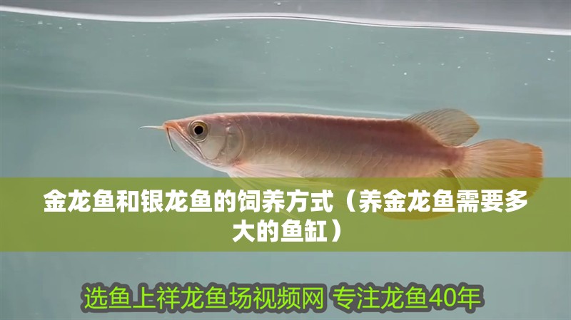 金龍魚和銀龍魚的飼養方式（養金龍魚需要多大的魚缸）