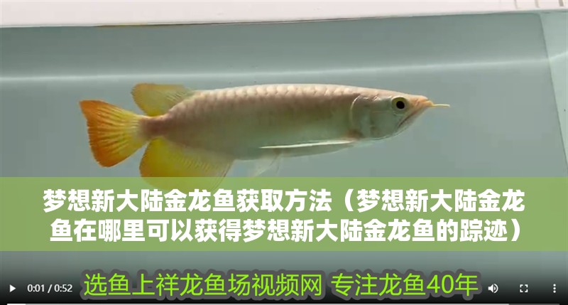 夢(mèng)想新大陸金龍魚獲取方法（夢(mèng)想新大陸金龍魚在哪里可以獲得夢(mèng)想新大陸金龍魚的蹤跡）