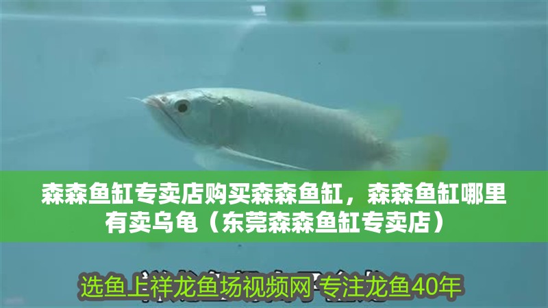 森森魚缸專賣店購買森森魚缸，森森魚缸哪里有賣烏龜（東莞森森魚缸專賣店）
