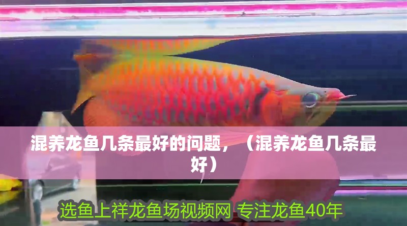 混養龍魚幾條最好的問題，（混養龍魚幾條最好）
