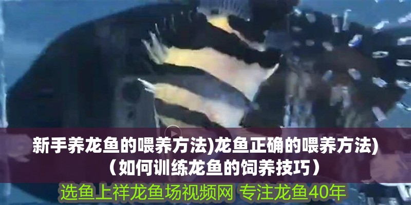 新手養(yǎng)龍魚的喂養(yǎng)方法)龍魚正確的喂養(yǎng)方法)（如何訓(xùn)練龍魚的飼養(yǎng)技巧）