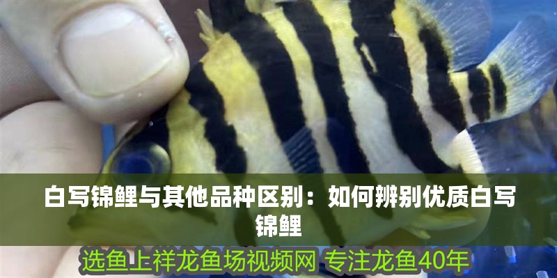 白寫錦鯉與其他品種區(qū)別：如何辨別優(yōu)質(zhì)白寫錦鯉