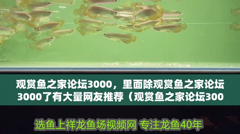 觀賞魚之家論壇3000，里面除觀賞魚之家論壇3000了有大量網友推薦（觀賞魚之家論壇3000）