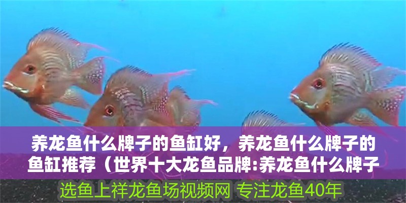 養龍魚什么牌子的魚缸好，養龍魚什么牌子的魚缸推薦（世界十大龍魚品牌:養龍魚什么牌子的魚缸好）
