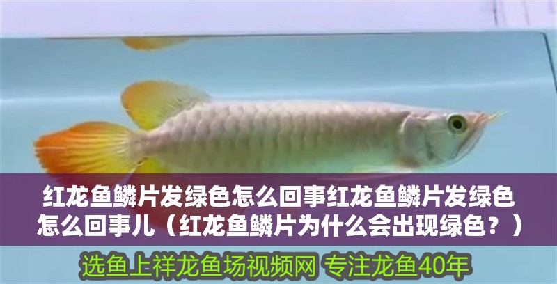 紅龍魚鱗片發綠色怎么回事紅龍魚鱗片發綠色怎么回事兒（紅龍魚鱗片為什么會出現綠色？）
