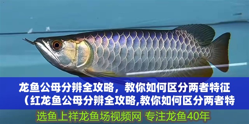 龍魚公母分辨全攻略，教你如何區分兩者特征（紅龍魚公母分辨全攻略,教你如何區分兩者特征）