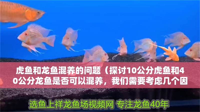 虎魚和龍魚混養的問題（探討10公分虎魚和40公分龍魚是否可以混養，我們需要考慮幾個因素）