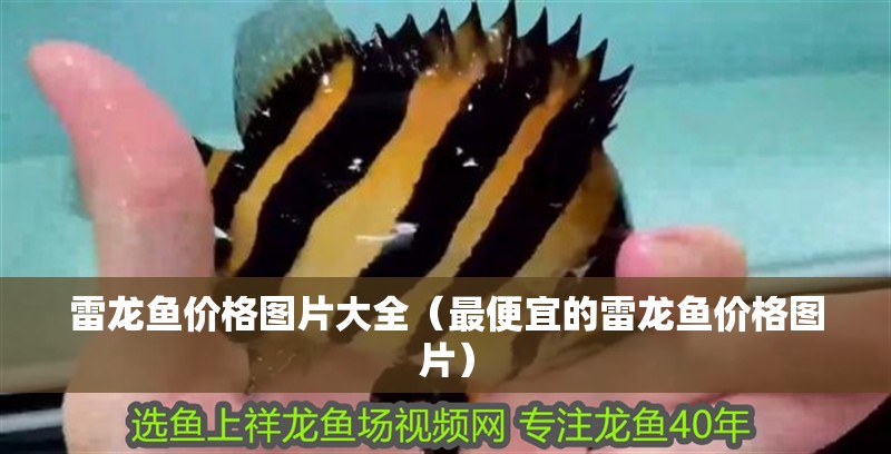 雷龍魚價格圖片大全（最便宜的雷龍魚價格圖片） 雷龍魚價格圖片大全（最便宜的雷龍魚價格圖片） 觀賞魚百科 第2張