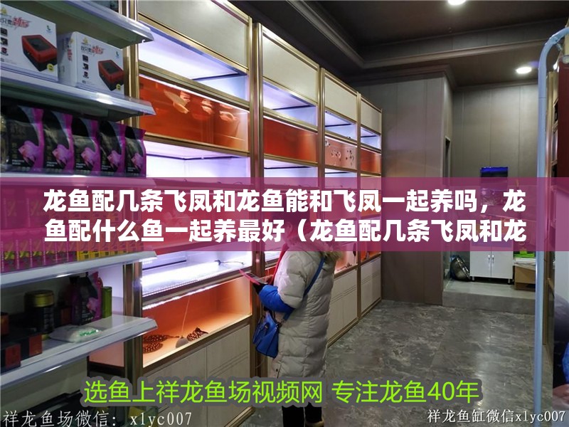 龍魚配幾條飛鳳和龍魚能和飛鳳一起養嗎，龍魚配什么魚一起養最好（龍魚配幾條飛鳳和龍魚一起養？）