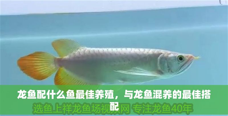 龍魚配什么魚最佳養殖，與龍魚混養的最佳搭配