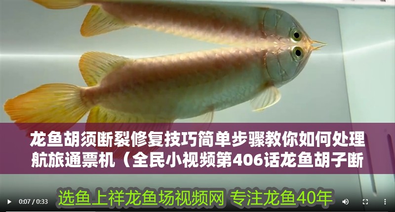 龍魚胡須斷裂修復技巧簡單步驟教你如何處理航旅通票機（全民小視頻第406話龍魚胡子斷了怎么辦）