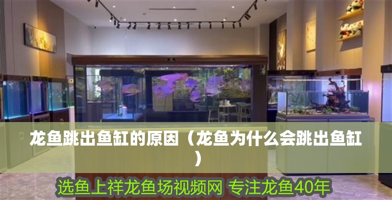 龍魚跳出魚缸的原因（龍魚為什么會跳出魚缸）