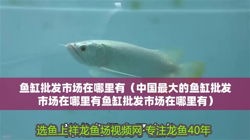 魚缸批發(fā)市場在哪里有（中國最大的魚缸批發(fā)市場在哪里有魚缸批發(fā)市場在哪里有）