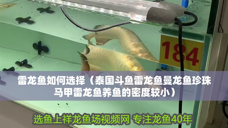 雷龍魚如何選擇（泰國斗魚雷龍魚曼龍魚珍珠馬甲雷龍魚養(yǎng)魚的密度較小）