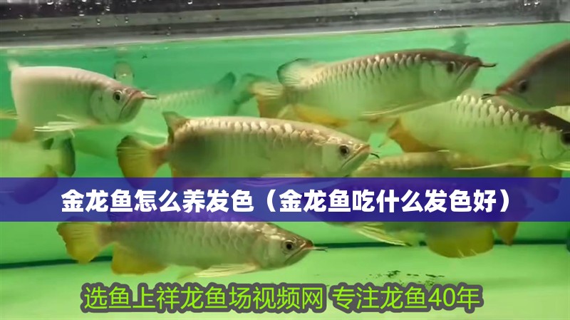 金龍魚怎么養發色（金龍魚吃什么發色好）