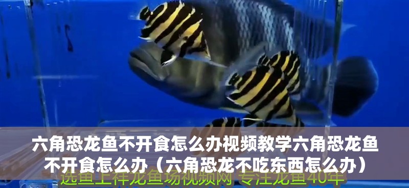 六角恐龍魚不開食怎么辦視頻教學(xué)六角恐龍魚不開食怎么辦（六角恐龍不吃東西怎么辦）
